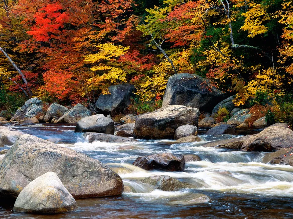 A river with milky white rapids flows over rocks, with a dense forest of autumn colors in the background.