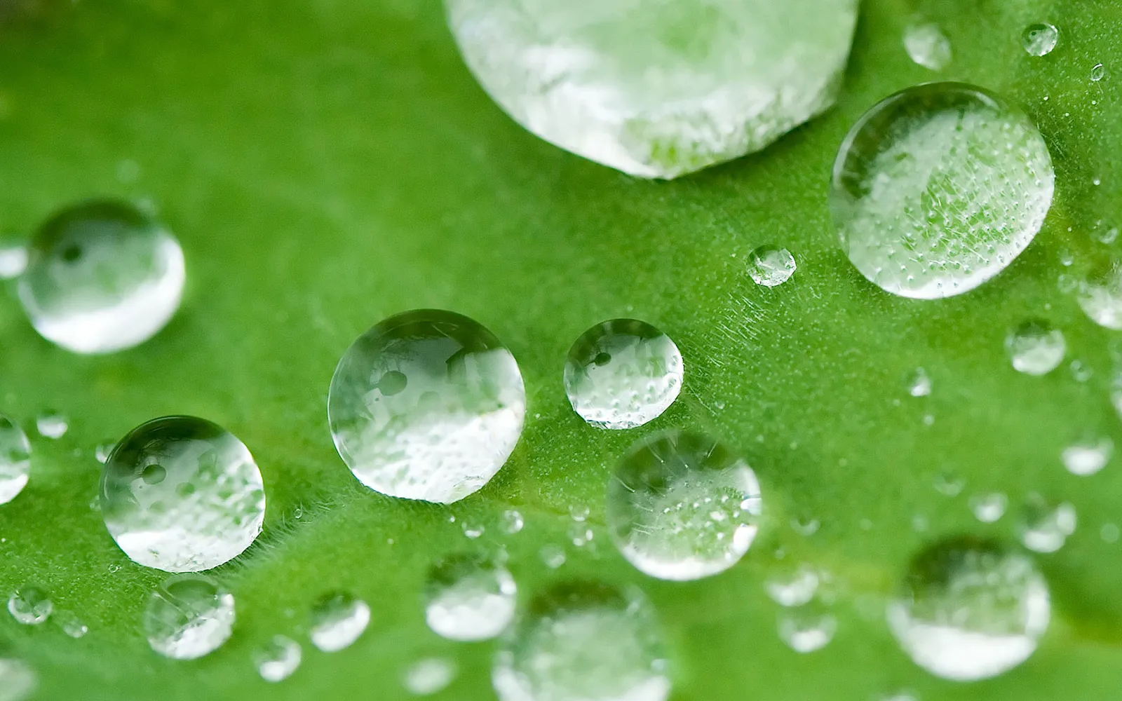 Several water droplets on a green leaf refract light, showing tiny reflections within.