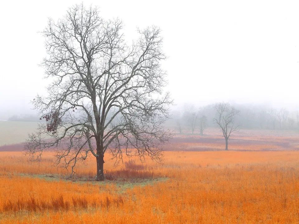 A bare tree stands in a vibrant orange field under a foggy sky.