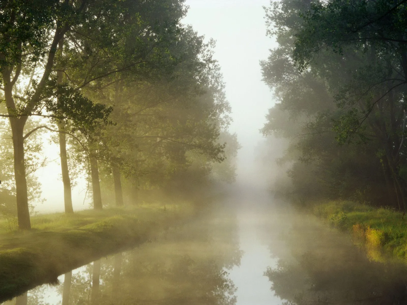 A calm canal lined with trees on both sides, shrouded in a thick morning mist.