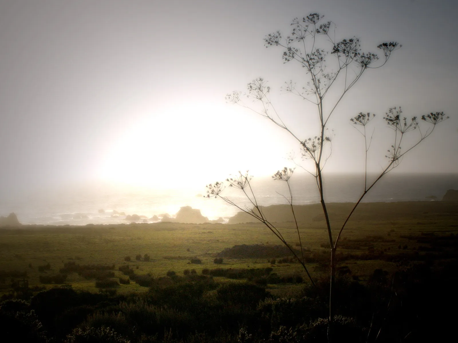 A silhouette of a tall plant stands in the foreground against a hazy sunrise over the ocean and a grassy coastline.
