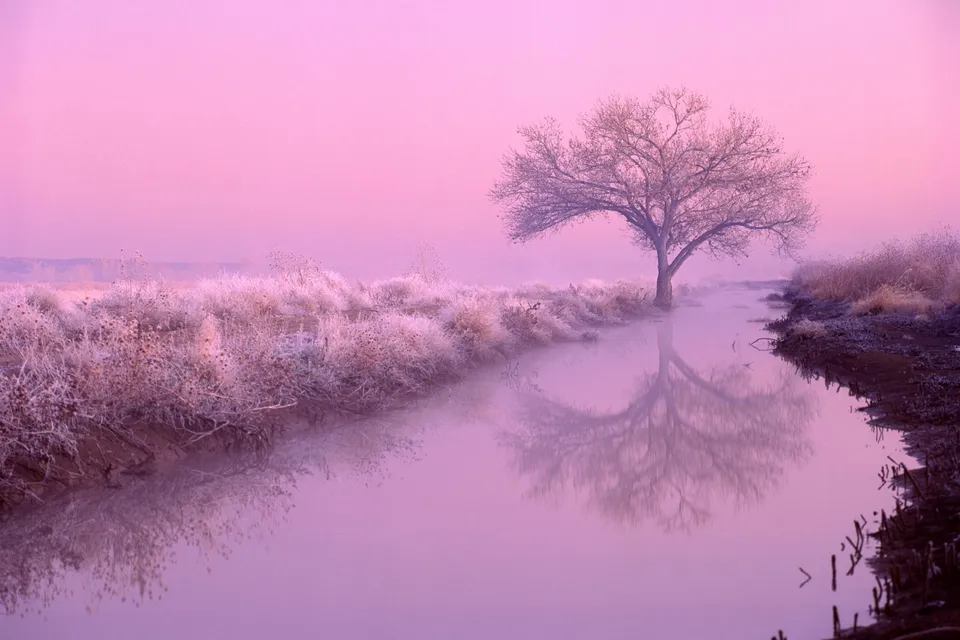 A bare cottonwood tree stands beside a misty river at dawn, its reflection visible in the calm water.
