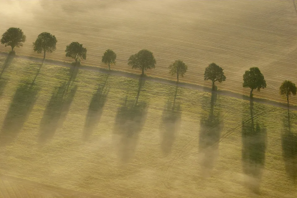An aerial view of a row of trees casting long shadows across a misty field.