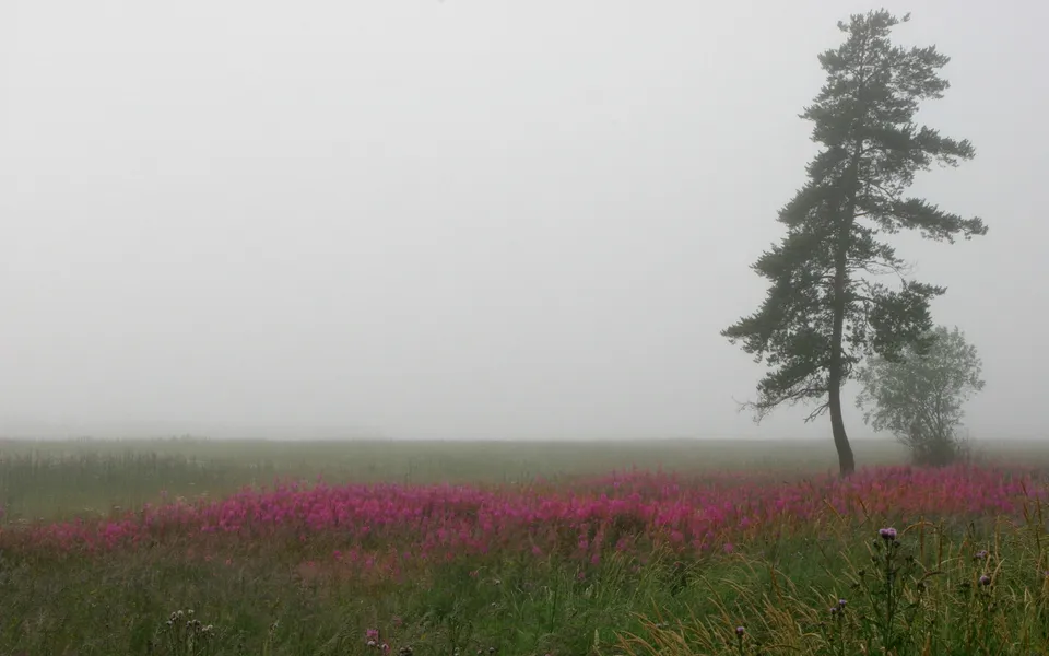 A tall pine tree stands in a field of pink flowers shrouded in thick fog.