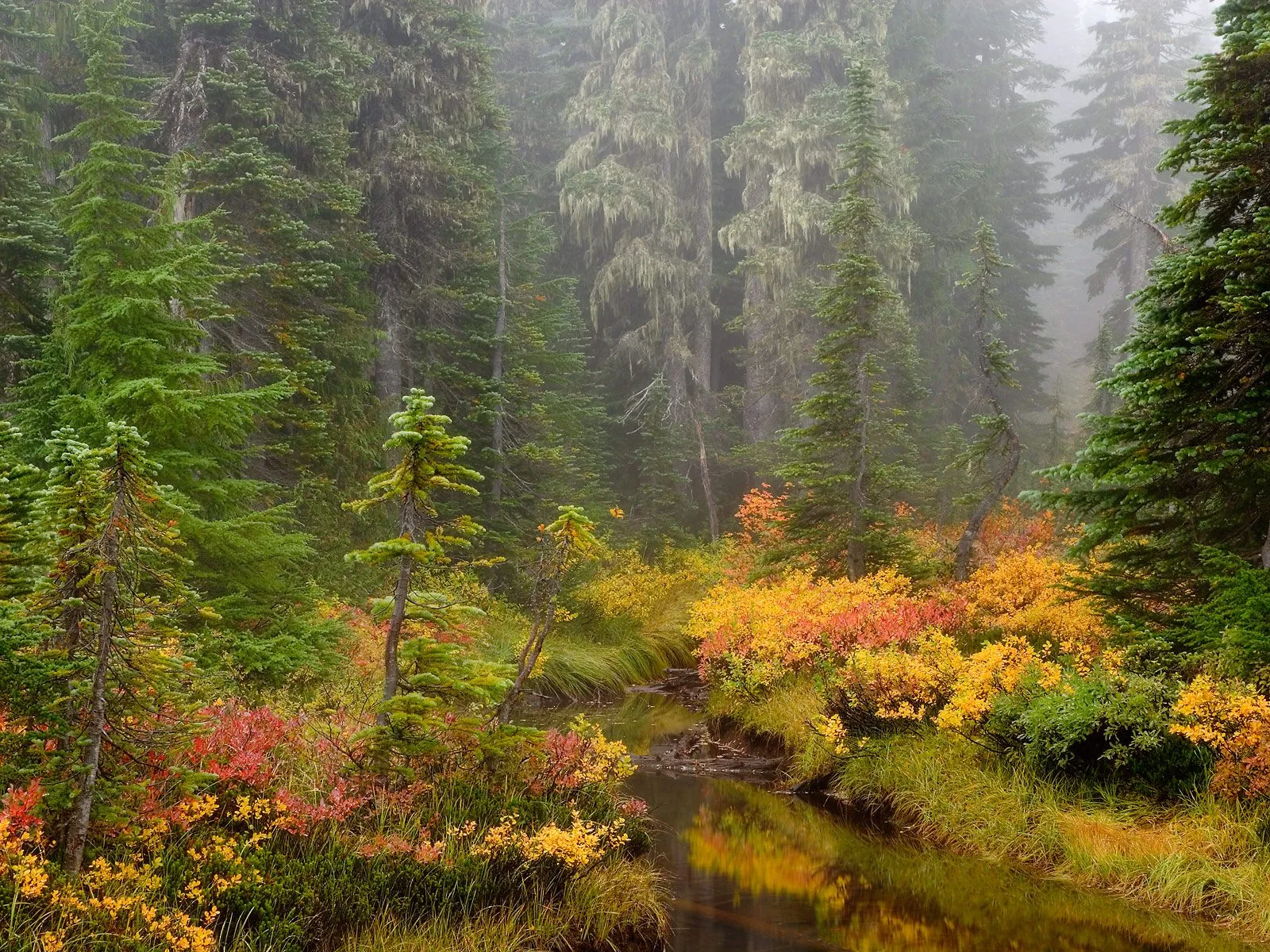 A serene forest scene with a stream flowing through vibrant autumn foliage and tall evergreen trees shrouded in mist.