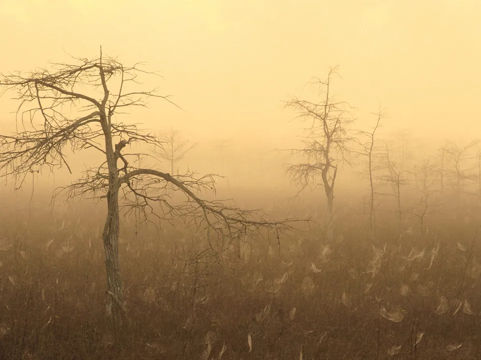 Bare trees stand in a dense, foggy forest with a golden haze.