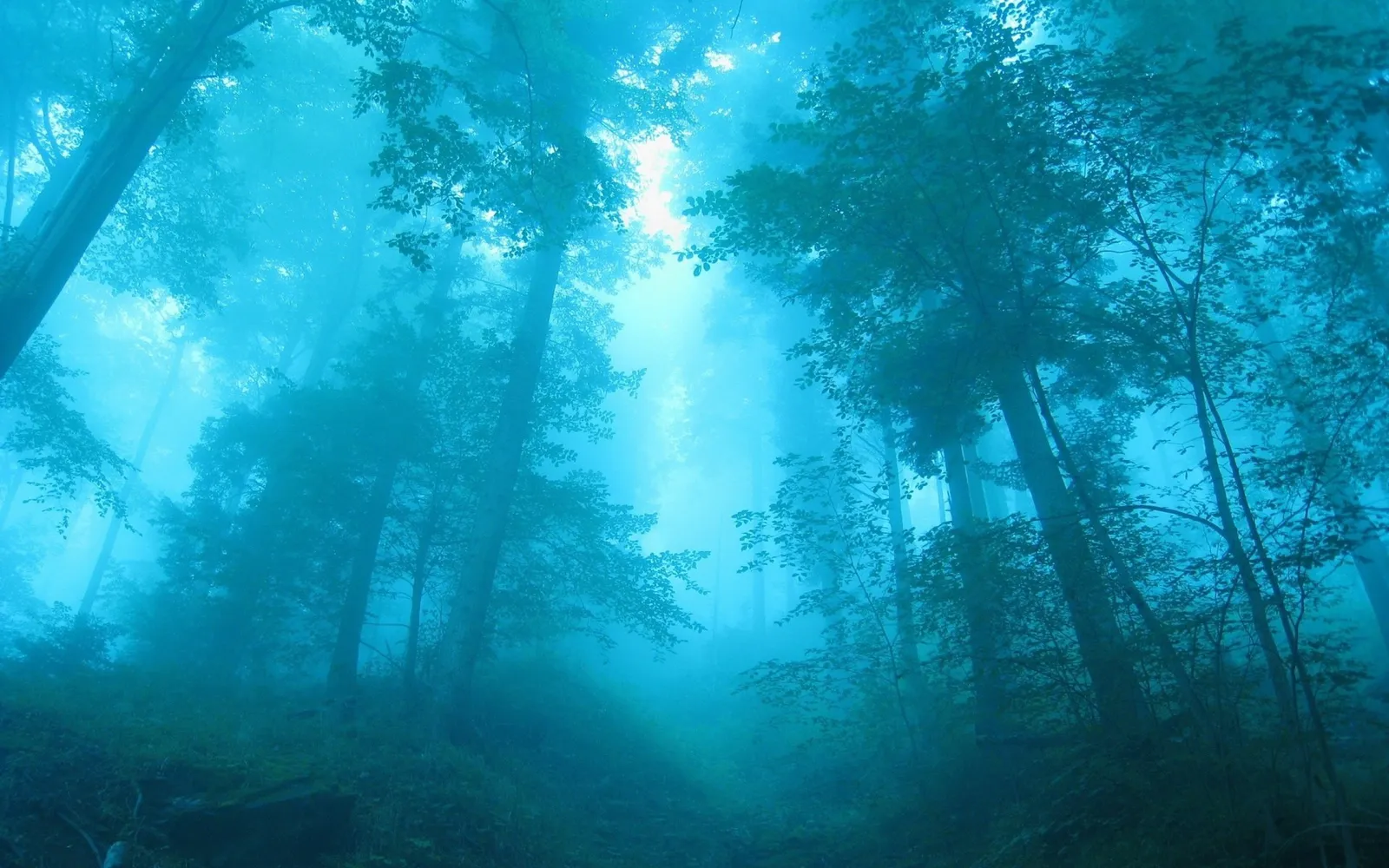 Tall trees shrouded in thick blue mist, with light filtering through the canopy.