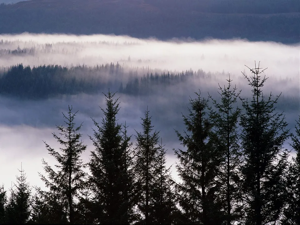 Silhouetted evergreen trees in the foreground with a dense forest covered in mist in the background.
