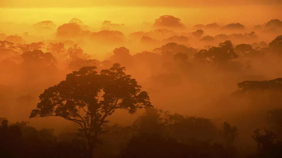 A dense forest canopy shrouded in mist, illuminated by the warm glow of a sunrise.