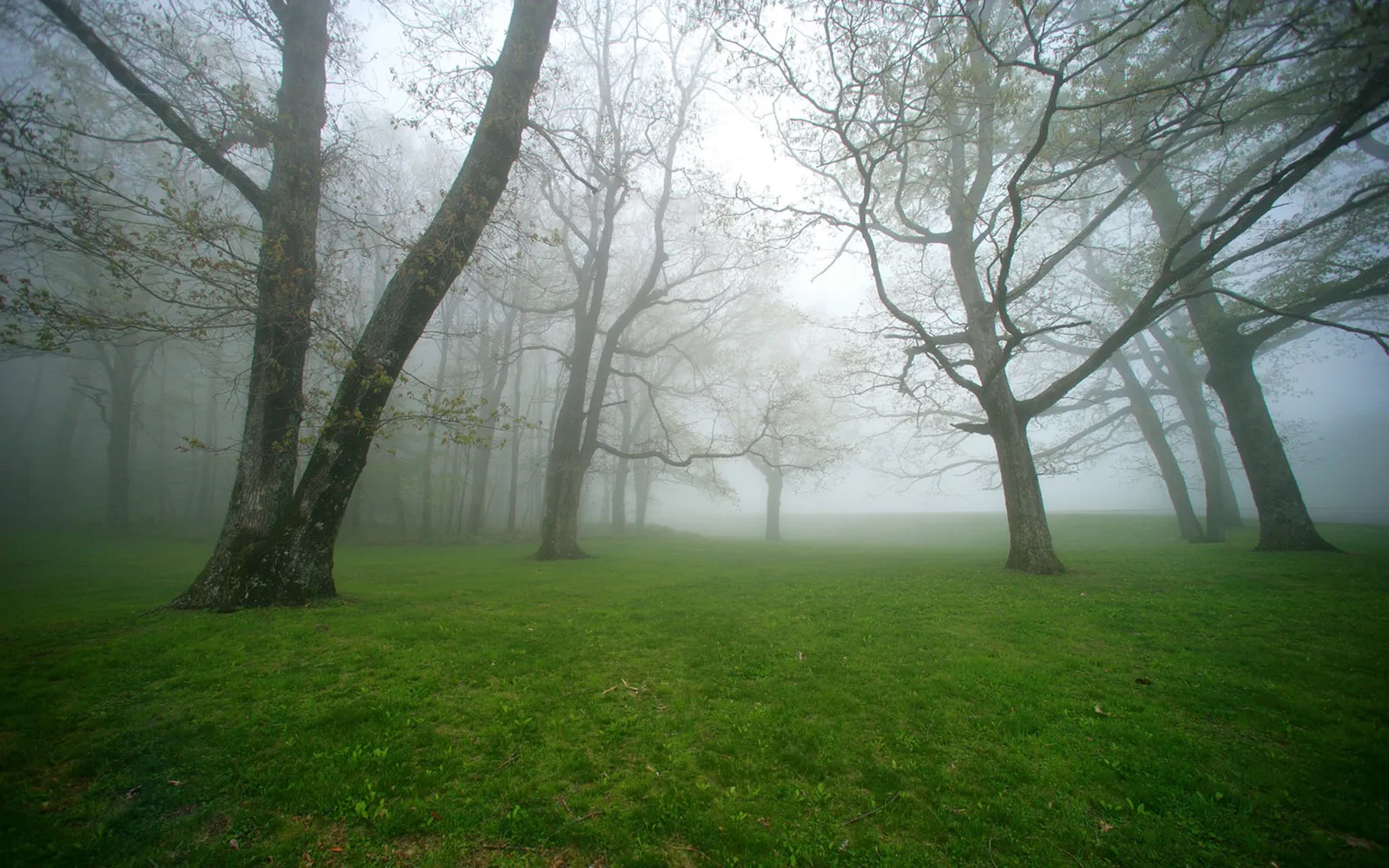 Tall trees stand in a grassy clearing shrouded in thick fog.