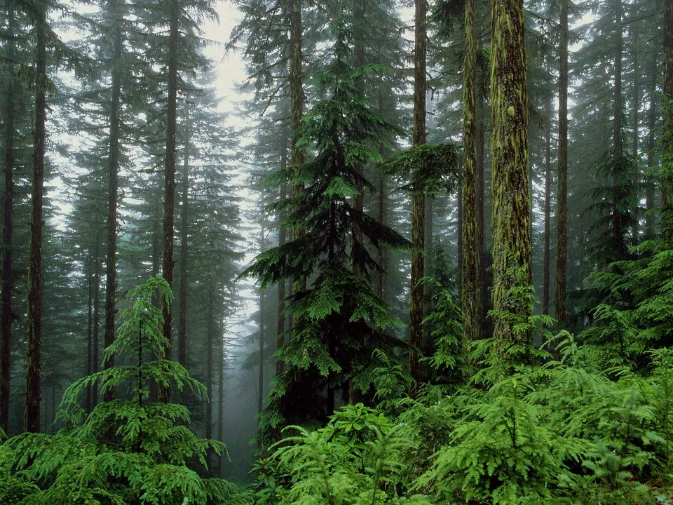 Tall evergreen trees shrouded in mist within a dense forest.