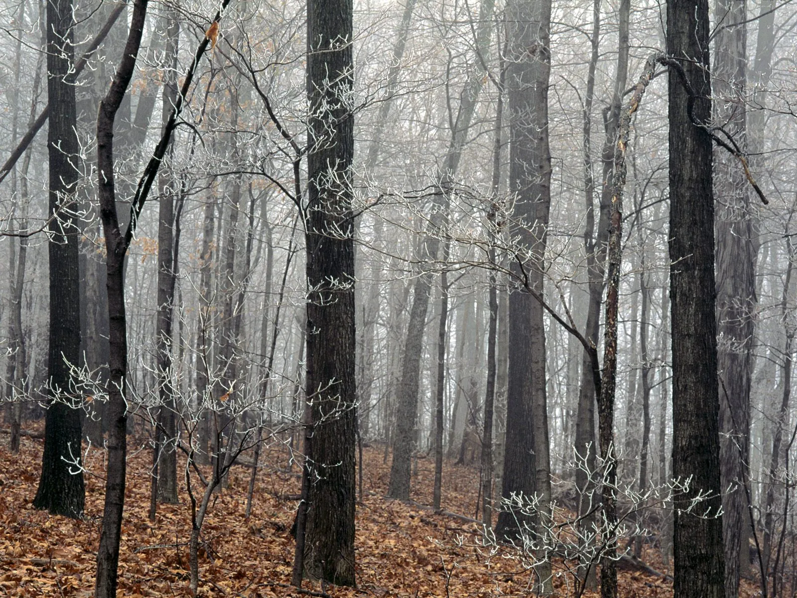A dense forest with bare trees covered in frost, on a foggy day.
