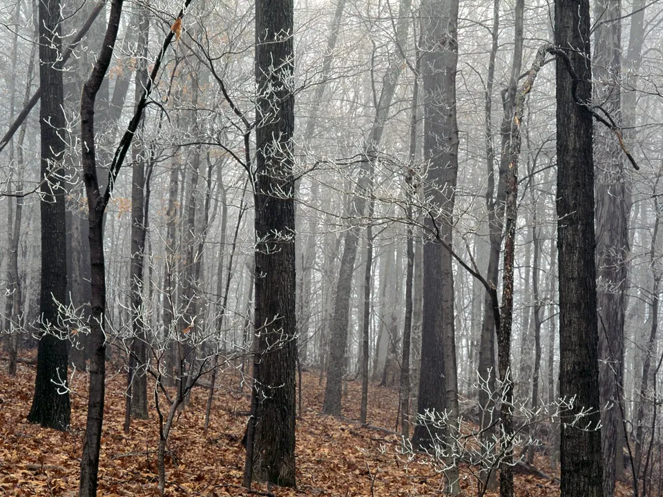 A dense forest with bare trees covered in frost, on a foggy day.