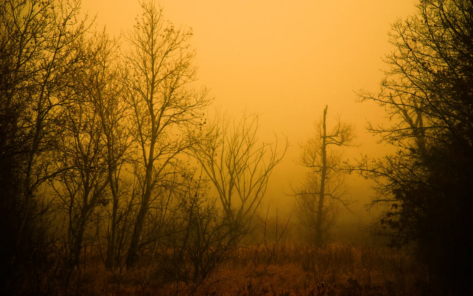 Bare trees silhouetted against a hazy, golden sky in a misty forest.