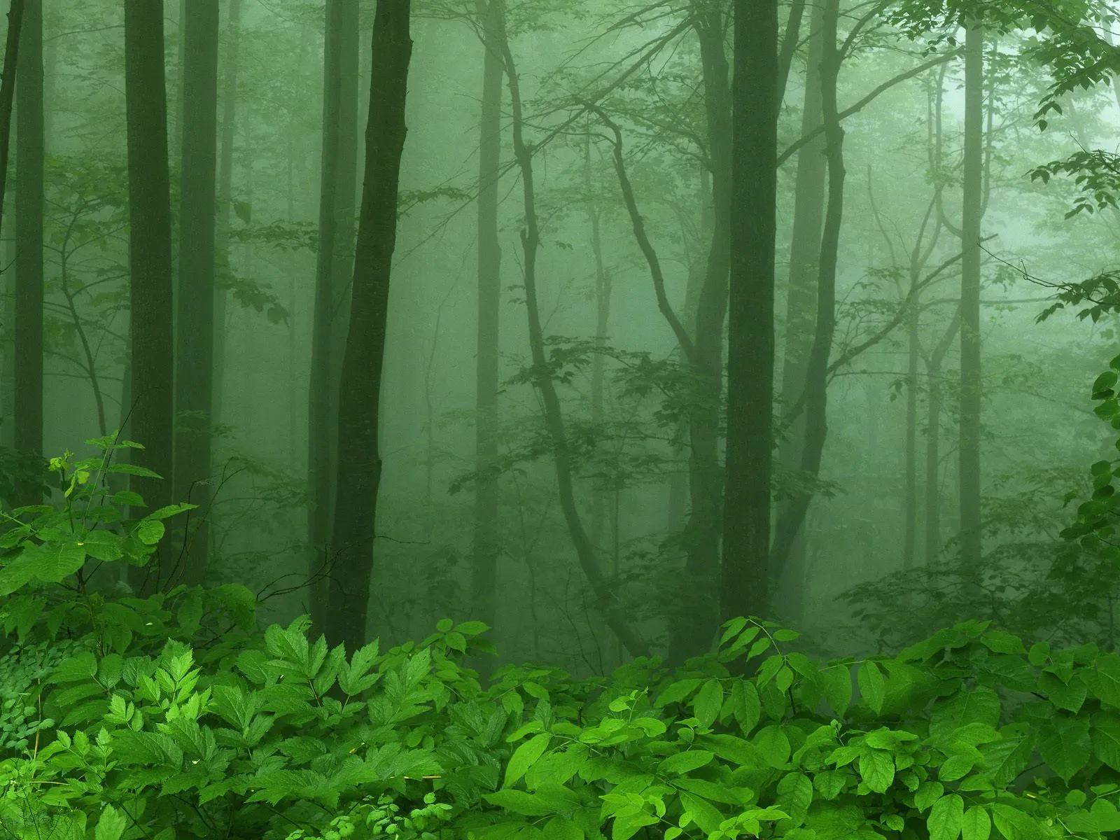 Tall trees shrouded in thick green fog, with vibrant green foliage in the foreground.