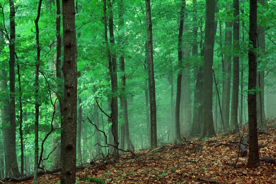 A dense forest with tall trees and a misty atmosphere, with fallen leaves on the ground.