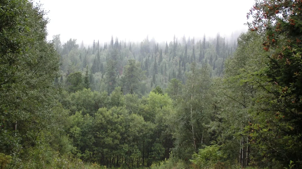 A dense forest with tall evergreen trees shrouded in mist under a bright, overcast sky.