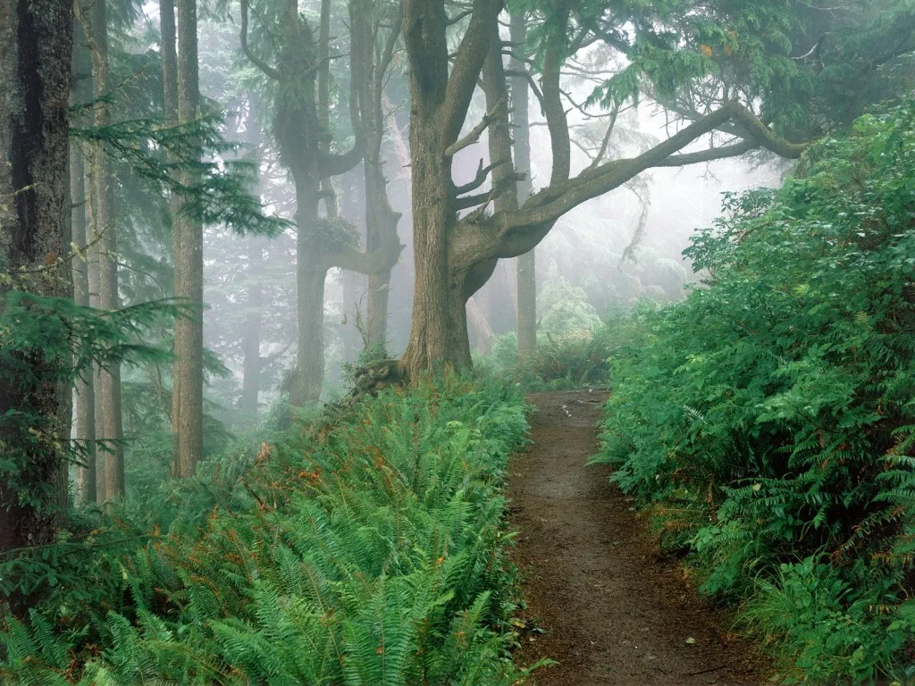 A dirt path winds through a dense, misty forest filled with tall trees and abundant ferns.