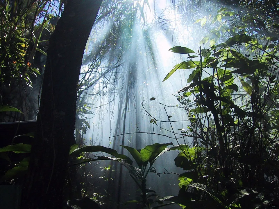 Sunlight creates crepuscular rays through misty air in a dense forest with lush foliage.