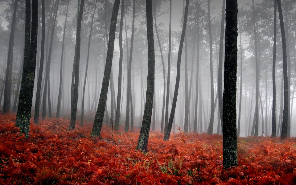 Tall pine trees stand in a dense forest with a thick layer of vibrant red ferns covering the ground.
