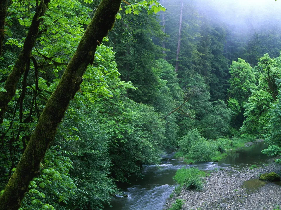A misty forest with a river flowing through it, surrounded by dense green trees.