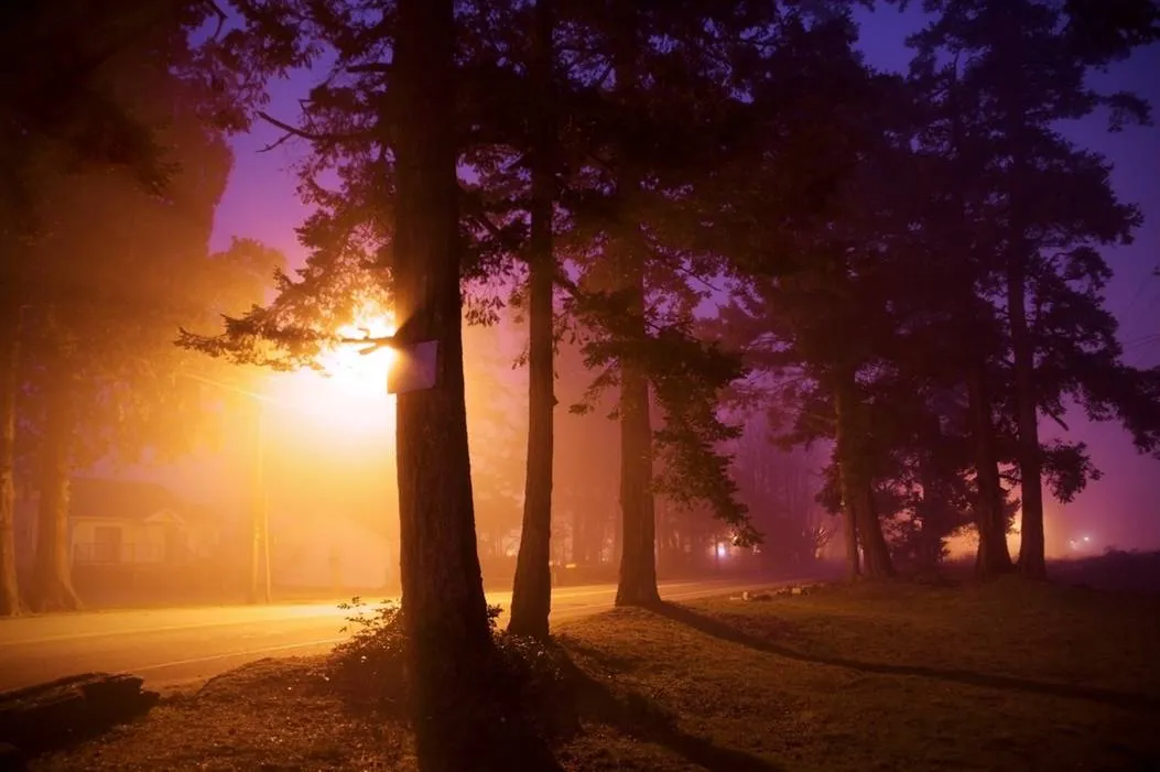 A misty forest road at dusk, with trees silhouetted against a purple and orange sky, and a streetlight casting a warm glow.