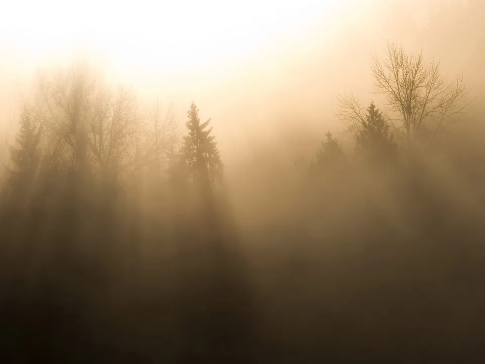 Sunbeams stream through a dense, foggy forest, illuminating bare trees and evergreen pines.