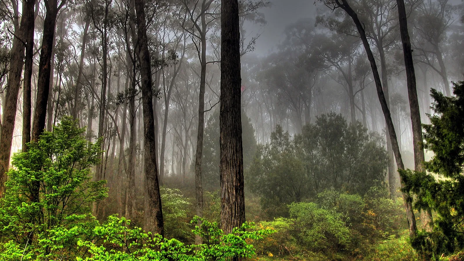 Tall trees shrouded in mist create a dense forest scene with vibrant green undergrowth.