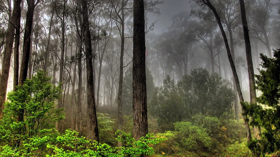 Tall trees shrouded in mist create a dense forest scene with vibrant green undergrowth.