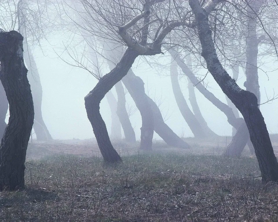 Bare trees with twisted trunks stand in a dense fog, creating an ethereal and mysterious atmosphere.