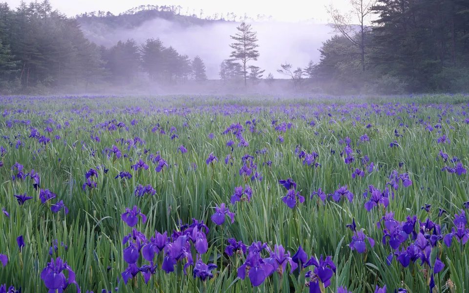 A vast field of purple irises under a misty sky with trees in the background.