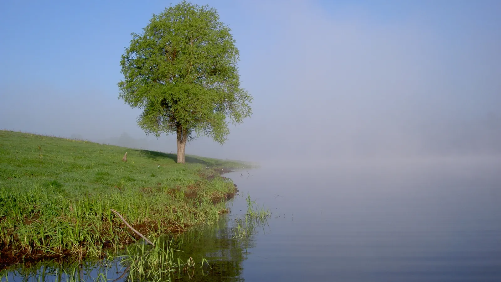 A lone green tree stands on a grassy bank next to a calm lake shrouded in mist.