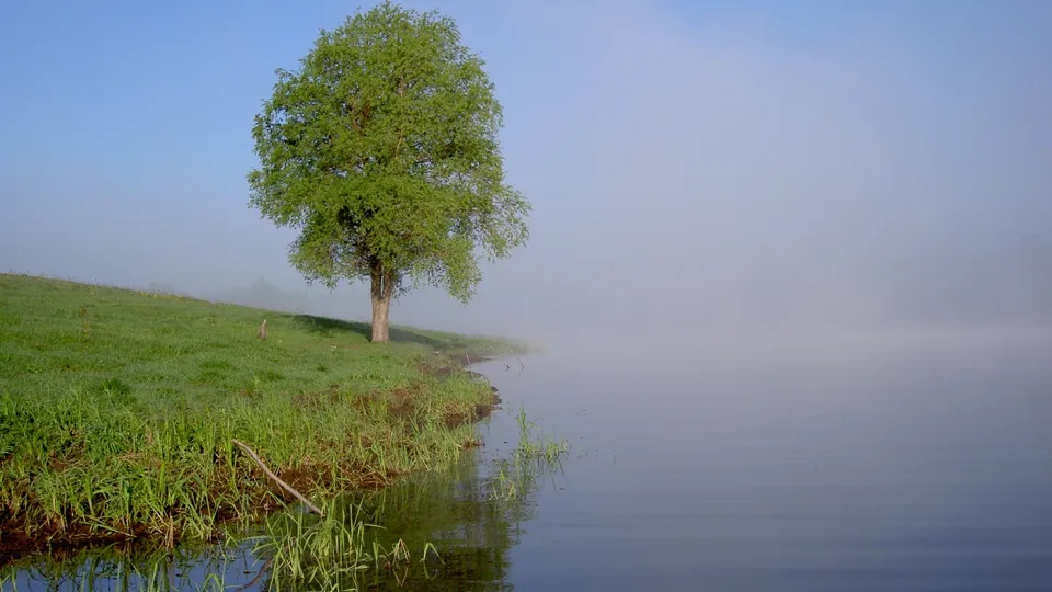 A lone green tree stands on a grassy bank next to a calm lake shrouded in mist.