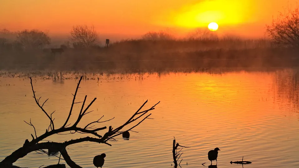 A misty sunrise over a calm lake with silhouetted birds and a fallen branch in the foreground.