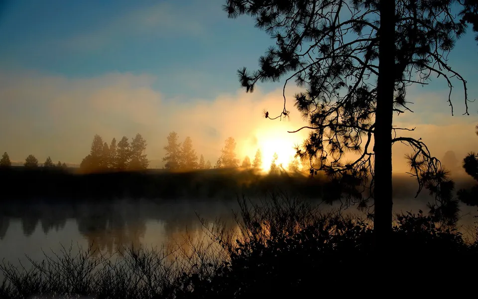 A misty sunrise over a calm lake, with silhouetted pine trees in the foreground and background.