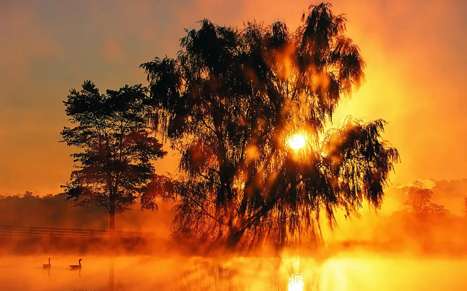 Two geese swim on a misty lake at sunrise, with silhouetted trees in the foreground and background.