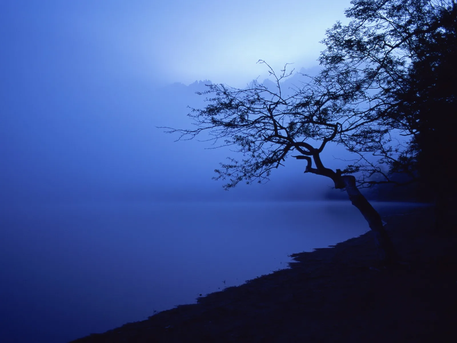 A silhouetted tree leans over a misty lake at dawn, with fog obscuring distant hills.