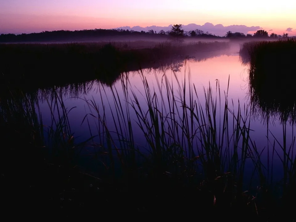 A misty marsh at sunrise with tall reeds in the foreground and a purple and pink sky reflected in the water.