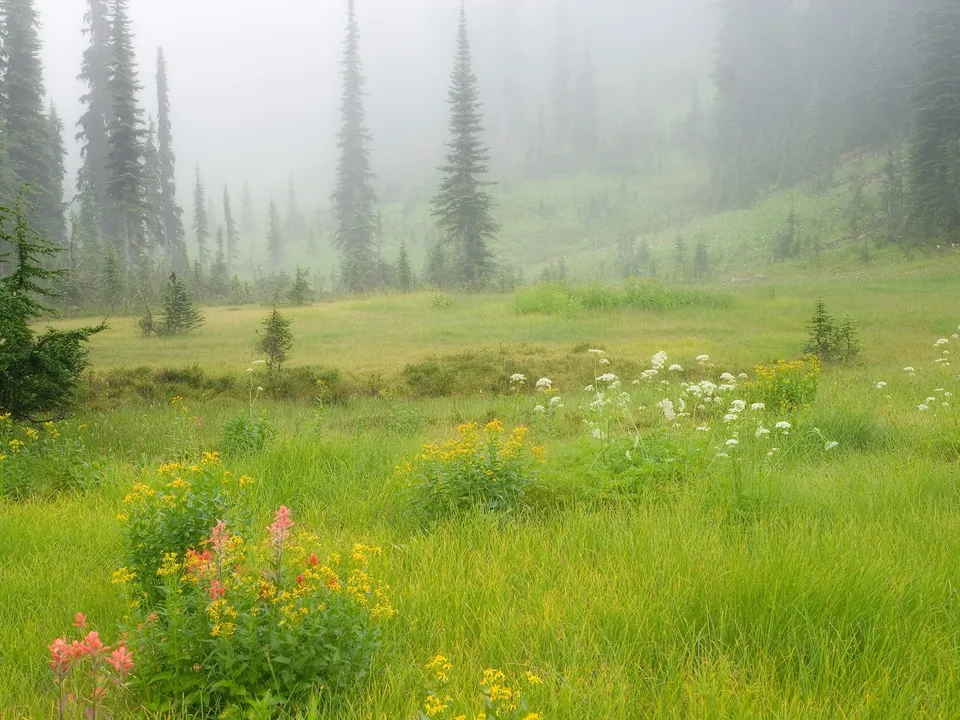 A misty meadow filled with green grass, wildflowers, and tall pine trees fading into the fog.