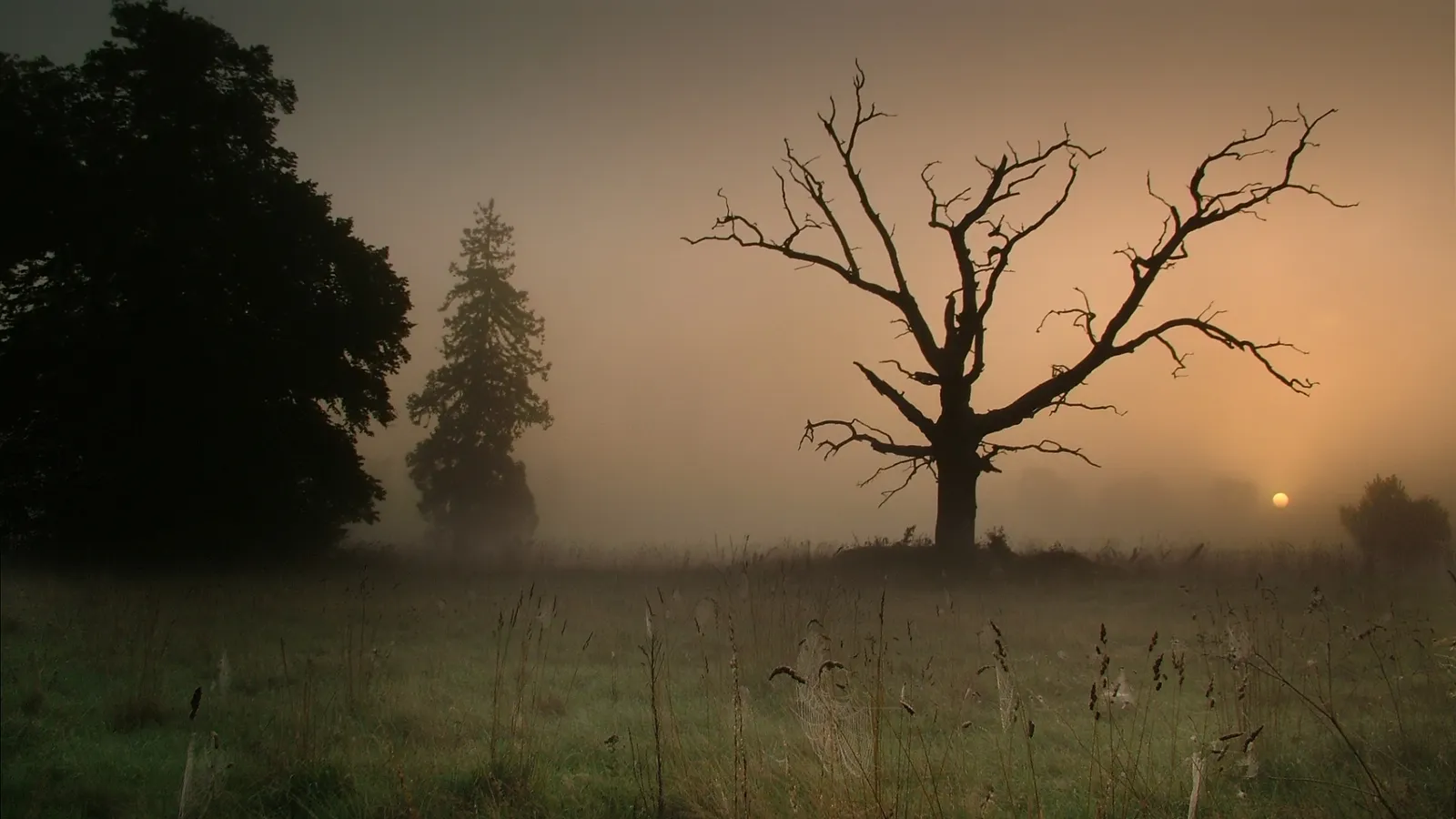 A silhouetted barren tree stands in a misty field as the sun rises.