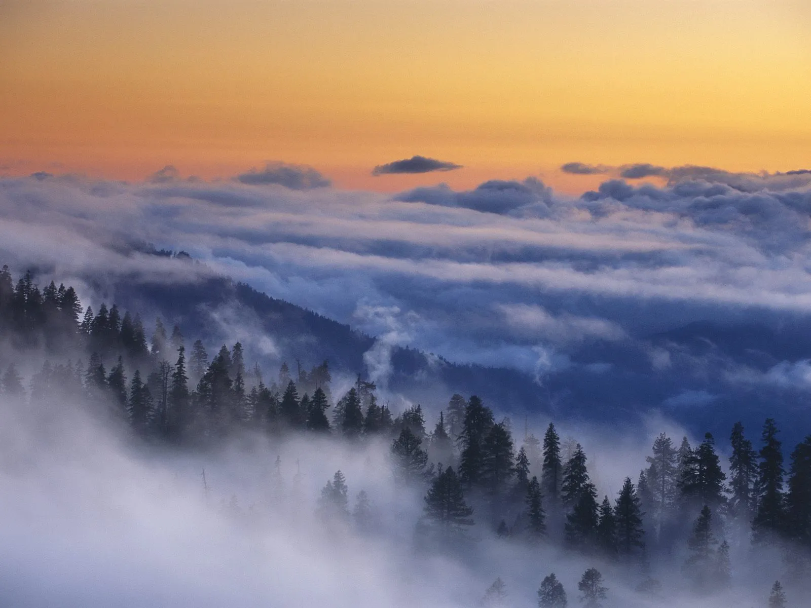 A dense forest on a mountain slope is covered in mist, with a warm orange sky above.