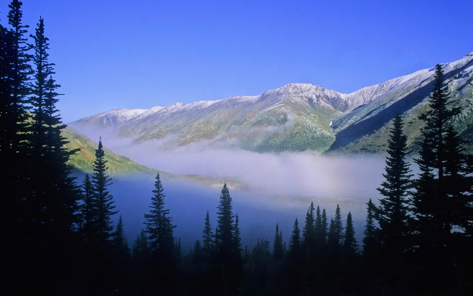 A misty valley with snow-capped mountains in the background, framed by dark evergreen trees.