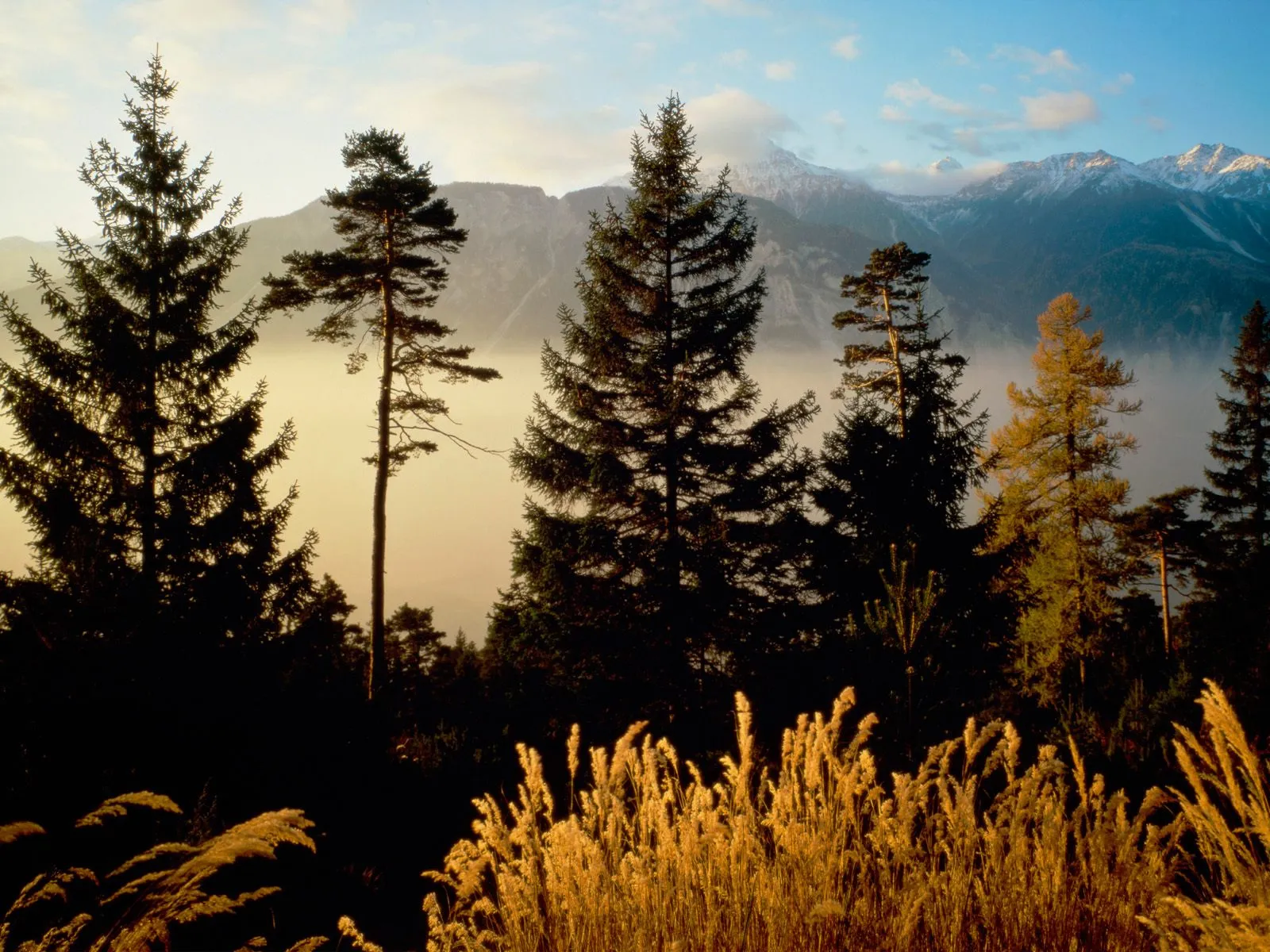 Silhouetted evergreen trees in the foreground with misty mountains and a blue sky in the background.