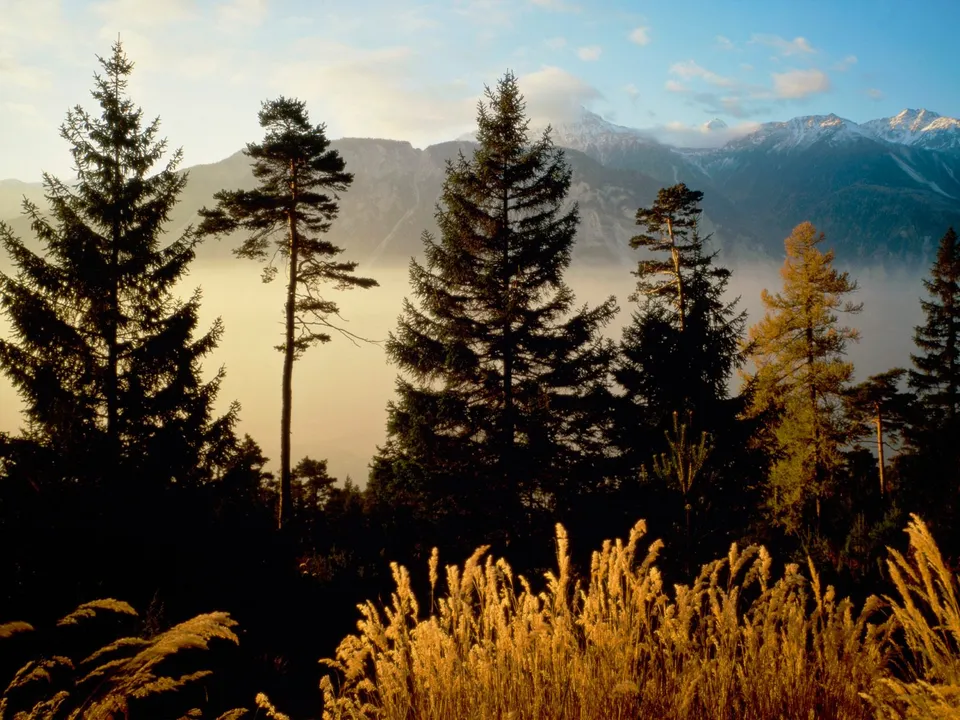 Silhouetted evergreen trees in the foreground with misty mountains and a blue sky in the background.