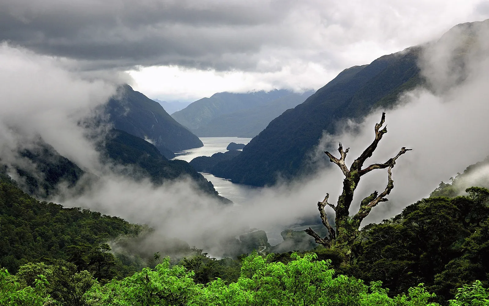 A dramatic view of a misty fjord surrounded by lush green mountains and a dead tree in the foreground.