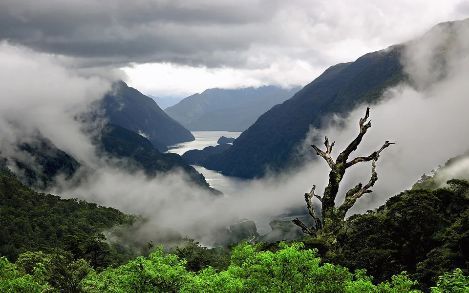 A dramatic view of a misty fjord surrounded by lush green mountains and a dead tree in the foreground.