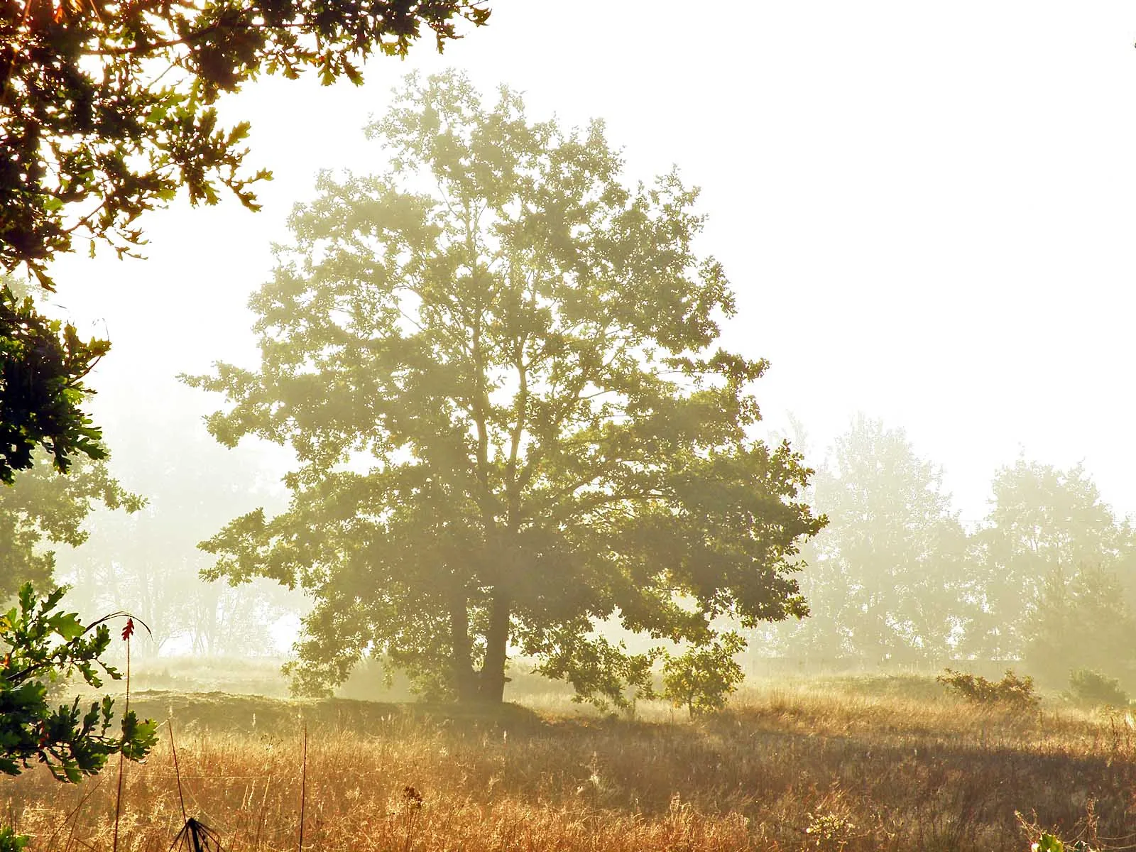 A large oak tree stands in a misty field, bathed in soft morning light.