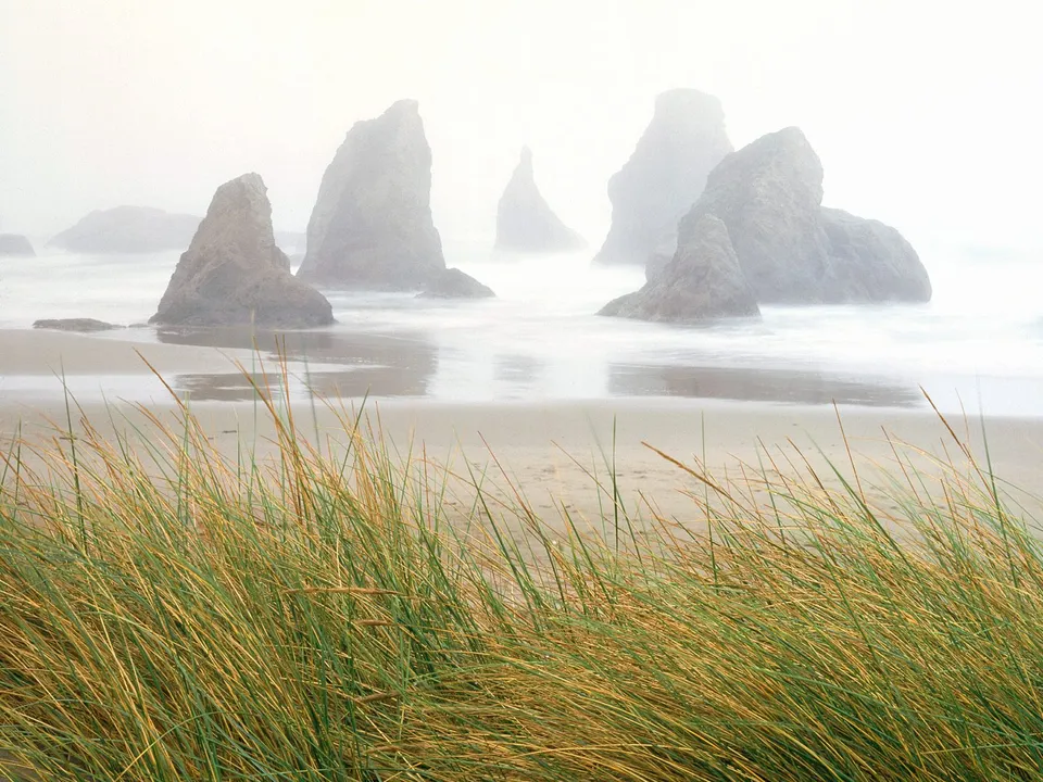 Tall sea stacks emerge from the ocean mist on a foggy beach, with tall grass in the foreground.