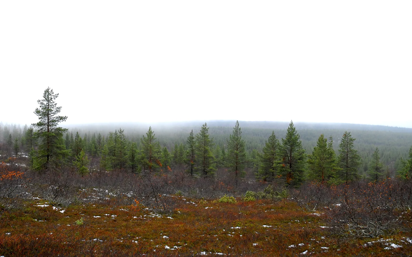 A dense pine forest shrouded in mist, with a foreground of brown and green undergrowth and patches of snow.