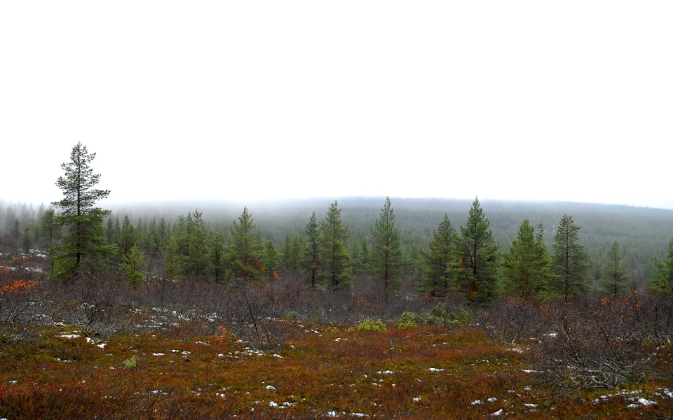 A dense pine forest shrouded in mist, with a foreground of brown and green undergrowth and patches of snow.